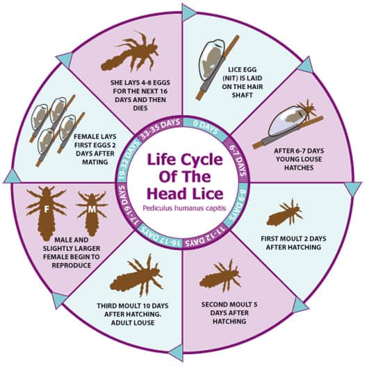 Head Lice Facts - Philadelphia Head Lice Removal